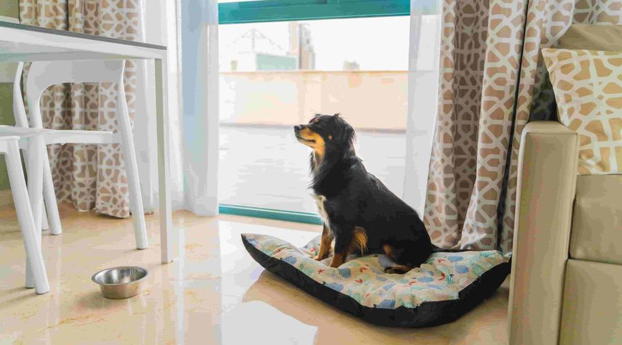 ¡Alójate con tu Mascota! Apartamentos Magic Atrium Beach Villajoyosa ¡Alójate con tu Mascota! Apartamentos Magic Atrium Beach Villajoyosa