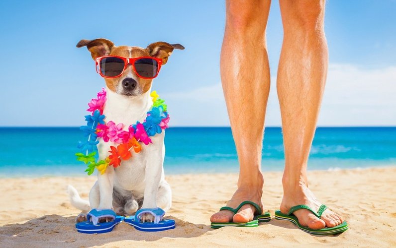 Vacaciones con tu mascota Apartamentos Magic Atrium Beach Villajoyosa Vacaciones con tu mascota Apartamentos Magic Atrium Beach Villajoyosa